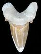 Auriculatus Shark Tooth - Dakhla, Morocco (Restored) #58425-1